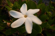 <strong>Gardenia taitensis - Ramon, Laurence - 32</strong><br />© Gâteblé Gildas